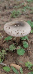 Volvopluteus gloiocephalus