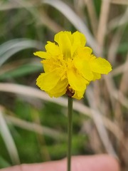 Xyris capensis