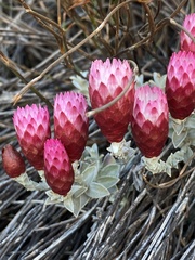 Syncarpha canescens tricolor