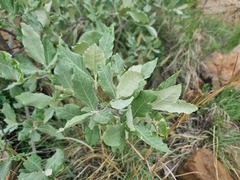 Brachylaena rotundata