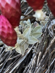Syncarpha canescens tricolor