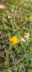 Hypericum tomentosum