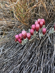 Syncarpha canescens tricolor