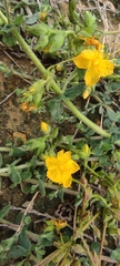 Hypericum tomentosum