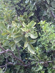 Thilachium africanum