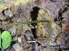 Microhyla ornata