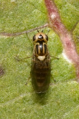 Chlorops