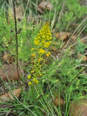 Bulbine angustifolia
