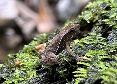 Rhinella margaritifera