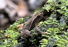 Rhinella margaritifera