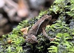 Rhinella margaritifera