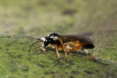 Diplazon laetatorius