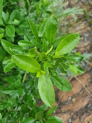 Canthium suberosum
