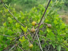 Rhoicissus tridentata