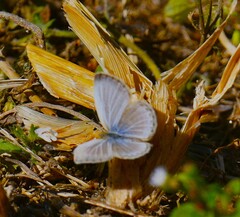 Pseudozizeeria maha maha