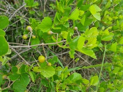 Rhoicissus tridentata