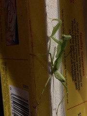 Sphodromantis