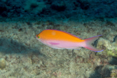 Nemanthias bicolor