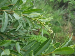 Ozoroa paniculosa