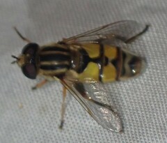 Helophilus latifrons