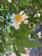 Oncoba spinosa