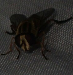 Helophilus latifrons