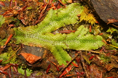 Conocephalum conicum