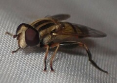 Helophilus latifrons