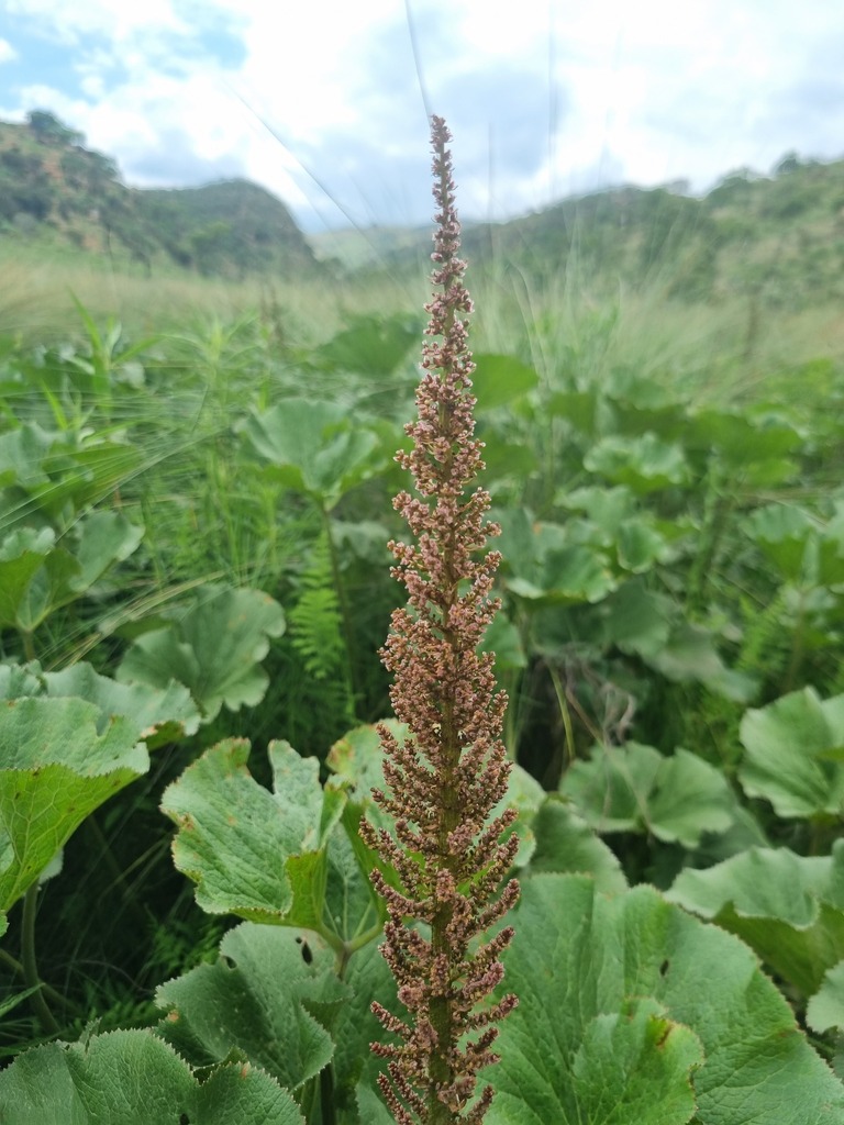 Gunnera family