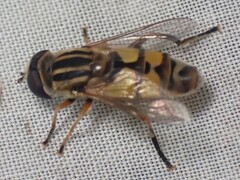 Helophilus latifrons