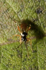 Diplazon laetatorius