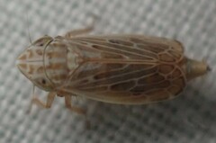 Latalus