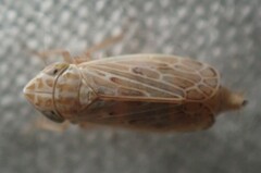 Latalus