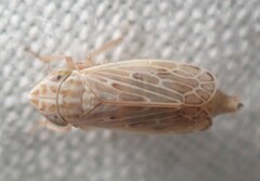 Latalus