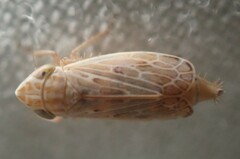 Latalus