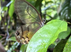 Haetera