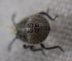 Carpocorini