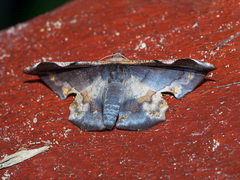 Fascellina aurifera