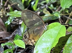 Haetera