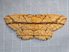 Parasynegia fortilineata