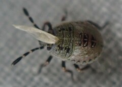 Carpocorini