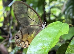 Haetera