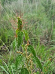 Acalypha villicaulis