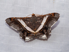 Chiasmia nora