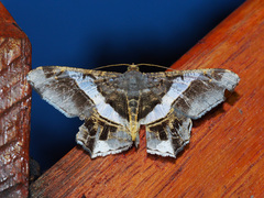Chiasmia nora