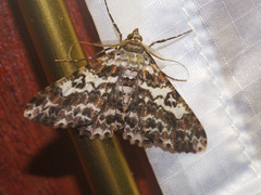 Cleora alienaria