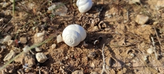 Sphincterochila