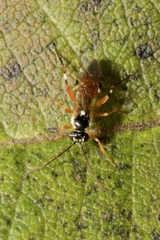 Diplazon laetatorius