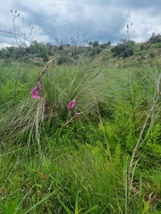 Dierama mossii