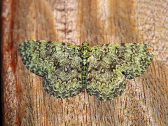 Ophthalmitis